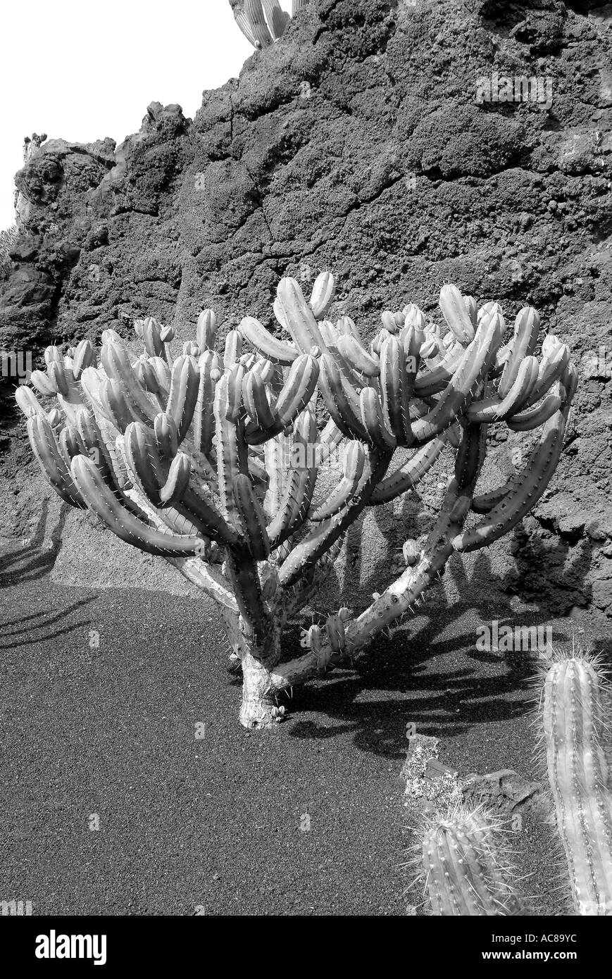 Jardin de Cactus isole canarie Lanzarote Kaktusgarten Kanarische isole Foto Stock