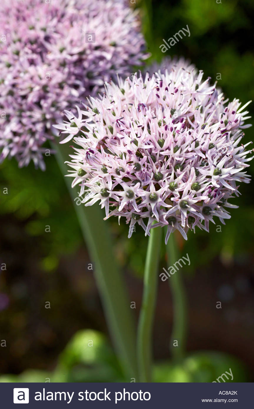 Allium Cyaneum Foto Stock