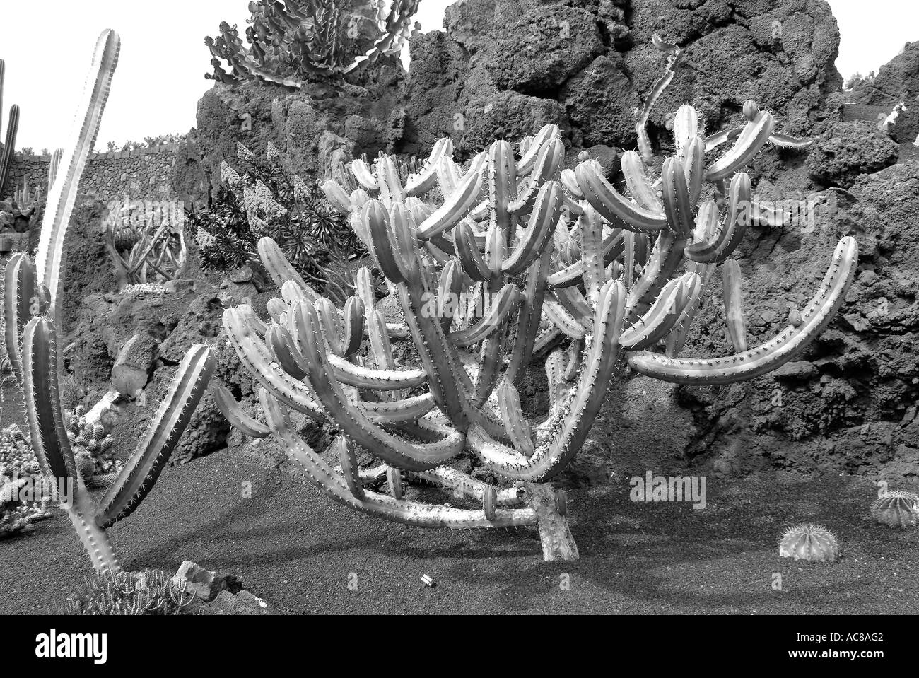 Jardin de Cactus isole canarie Lanzarote Kaktusgarten Kanarische isole Foto Stock