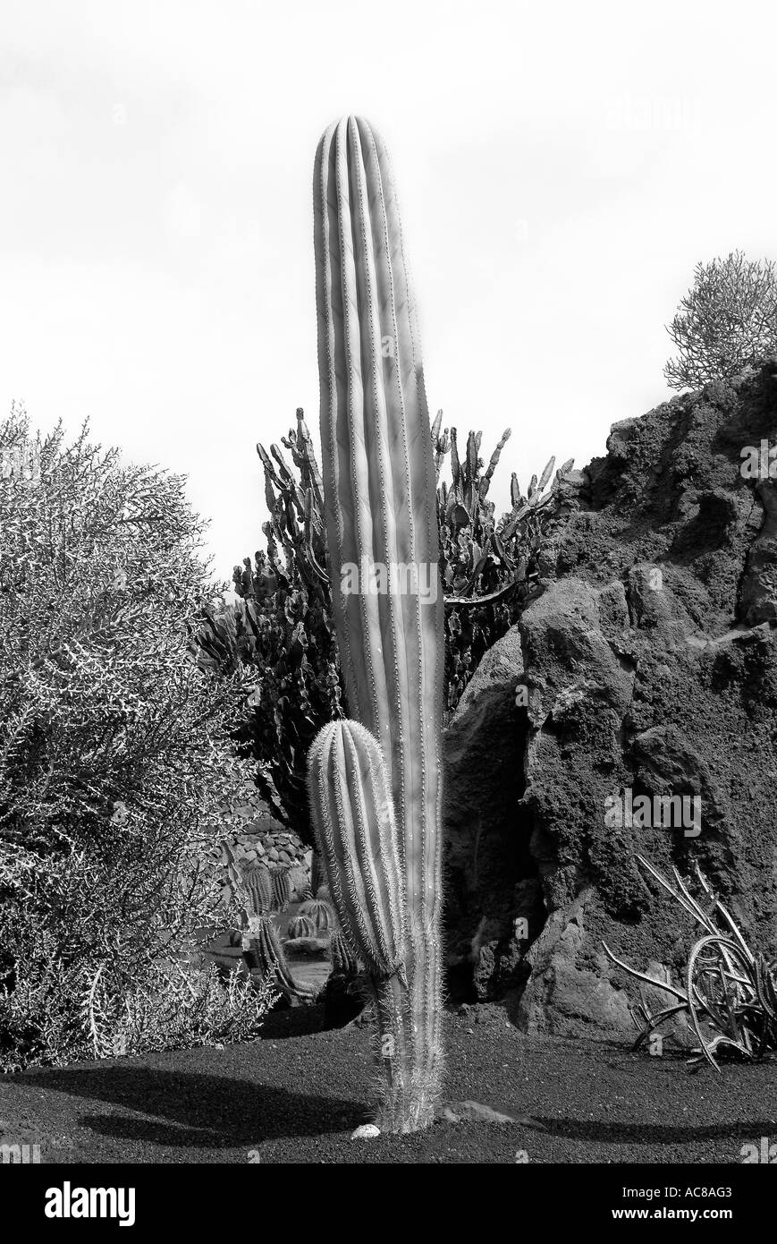 Jardin de Cactus isole canarie Lanzarote Kaktusgarten Kanarische isole Foto Stock
