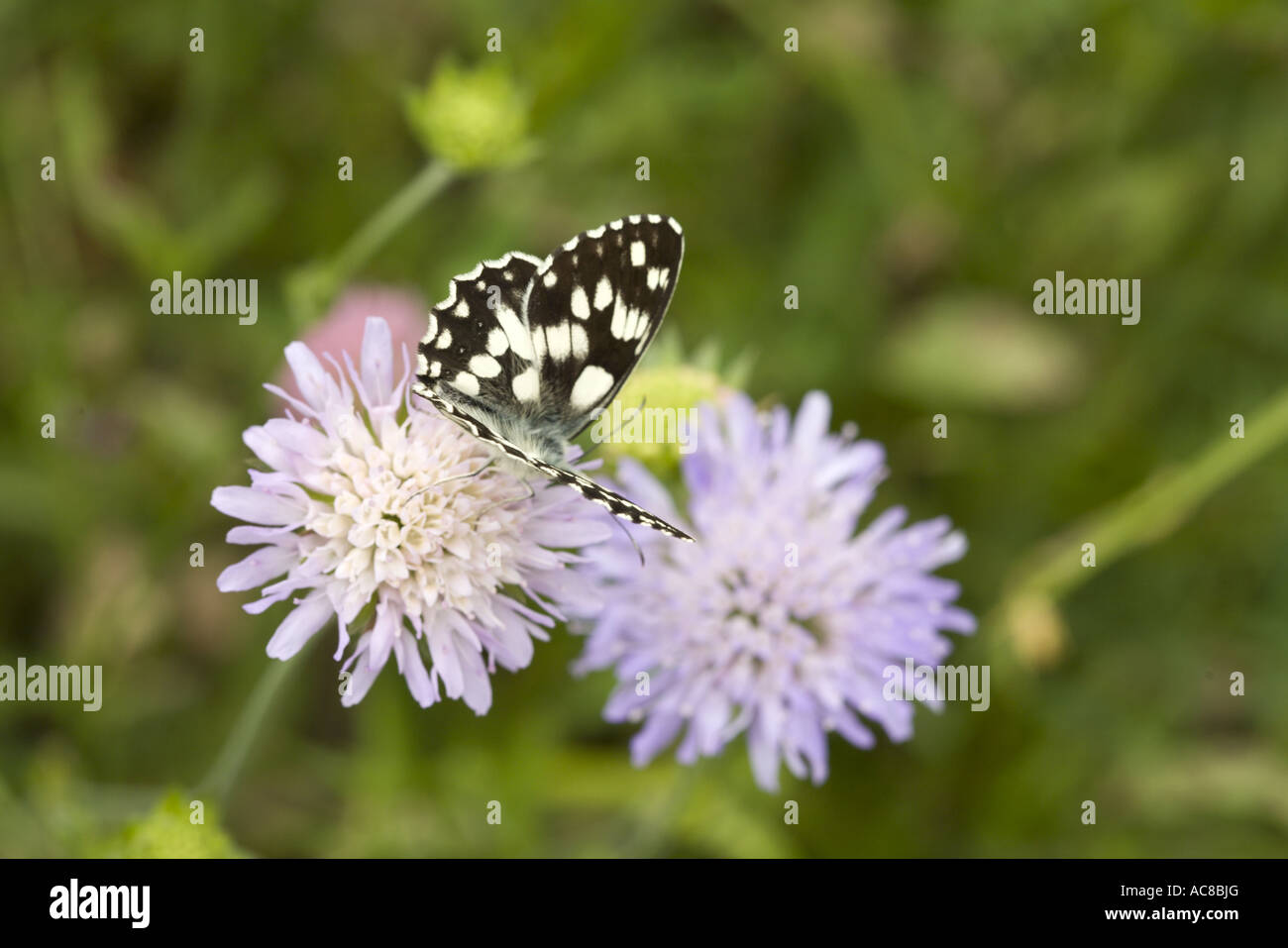 Farfalla in marmo bianco (Melanargia galathea) sulle Piccole Scabious, Drôme provenzale, Francia Foto Stock