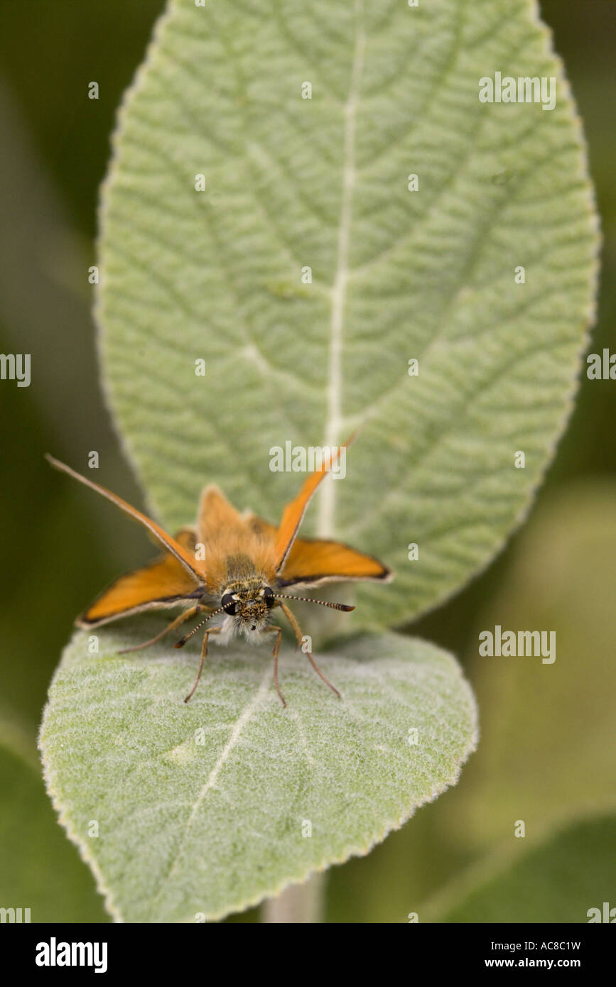 In prossimità della faccia della farfalla skipper di piccole dimensioni (Thymelicus sylvestris), Drôme provenzale, Francia Foto Stock