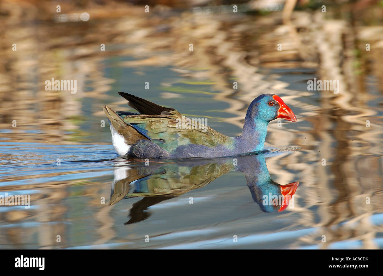 African Purple Swamphen (pollo sultano) nuoto Paarl Bird Sanctuary, Western Cape; Sud Africa Foto Stock