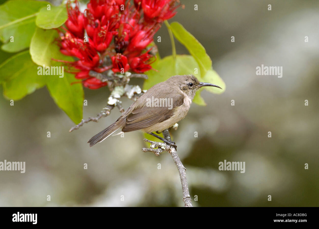 Southern Double-Collared Sunbird femmina appollaiata accanto a Schotia sp fiori. Kirstenbosch National Botanical Garden Foto Stock