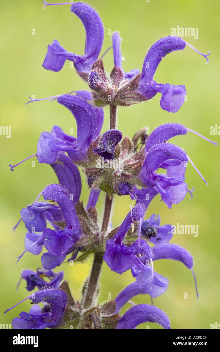 Chiudere su di un fiore di Prato Clary (Salvia pratensis), Drôme provenzale, Francia Foto Stock