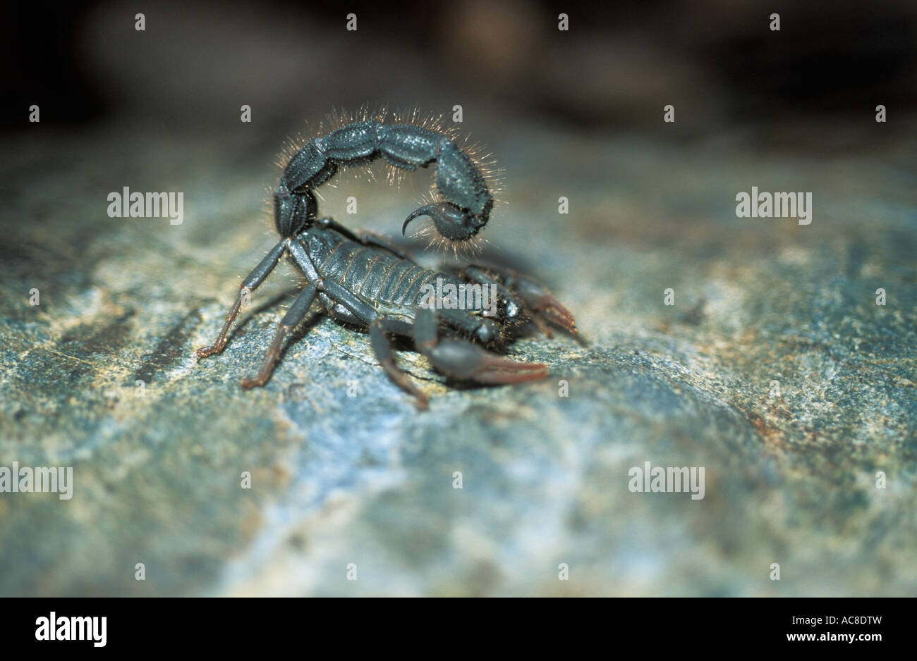 Spessore tailed scorpion (Parabuthus sp.) Huab River, Damaraland Namibia Foto Stock