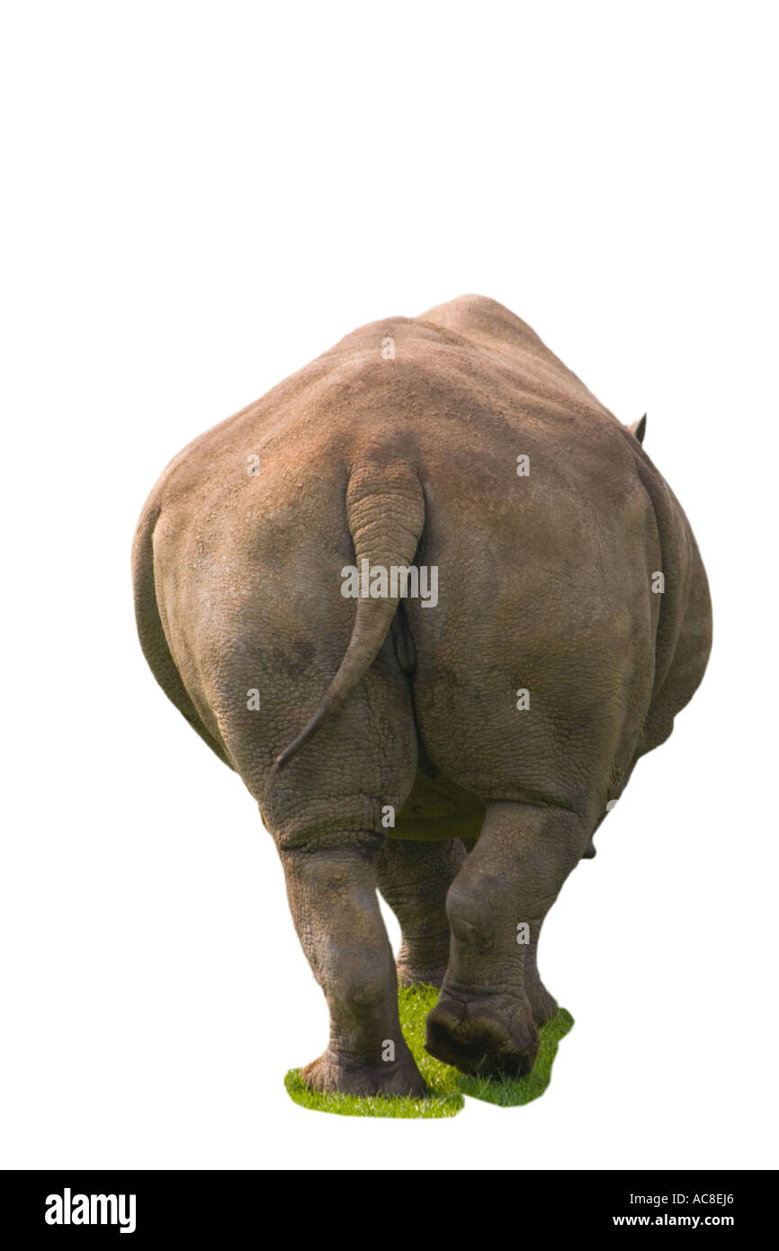Intaglio white rhino torna captive su sfondo bianco Foto Stock