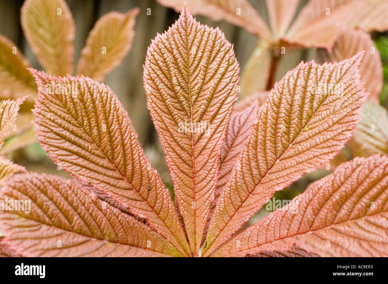 Foglie di Saxifragaceae Rodgersia aesculifolia a forma di castagno rosso. Primo piano di fogliame ruvido con bordi seghettati in primavera. Foto Stock