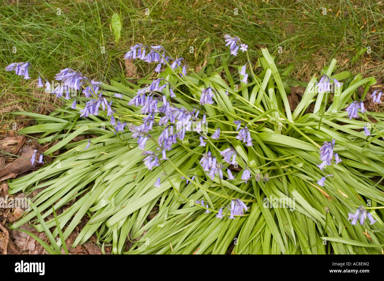 Fiori blu di Liliaceae Hyacinthoides hispanica, noti anche come campanelli spagnoli, che fioriscono in un giardino in Spagna, Portogallo o Nord Africa. Foto Stock