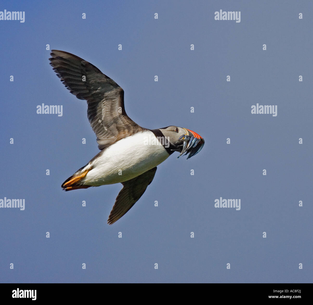 Puffin con pesce. Foto Stock