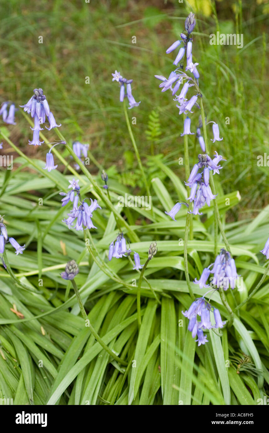 Fiori blu di Liliaceae Hyacinthoides hispanica che fioriscono in un giardino. Nativo di Spagna, Portogallo e Nord Africa. Foto Stock