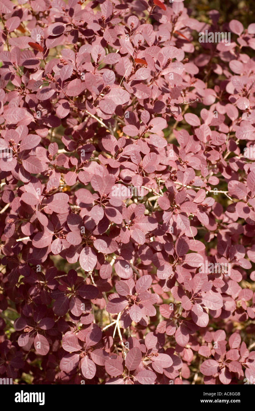 Smoketree Anacardiaceae Cotinus coggygria Royal Purple Foto Stock