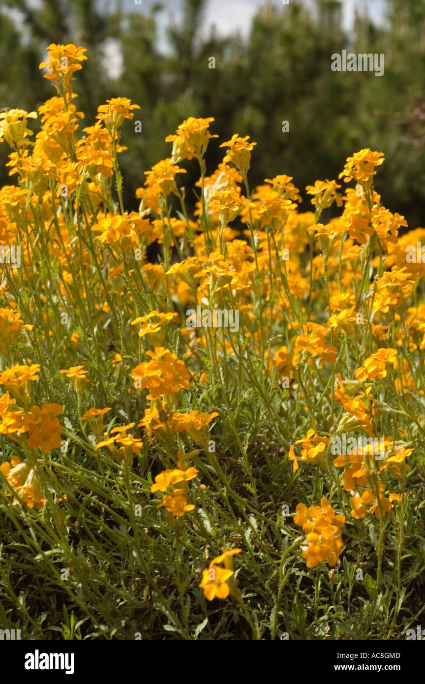 Vivace cheiri inglese di Erysimum di Wallflower arancione che fiorisce in un ambiente giardino con sfondo verde fogliame. Foto Stock