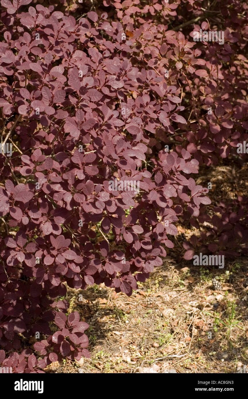 Smoketree Anacardiaceae Cotinus coggygria Royal Purple Foto Stock