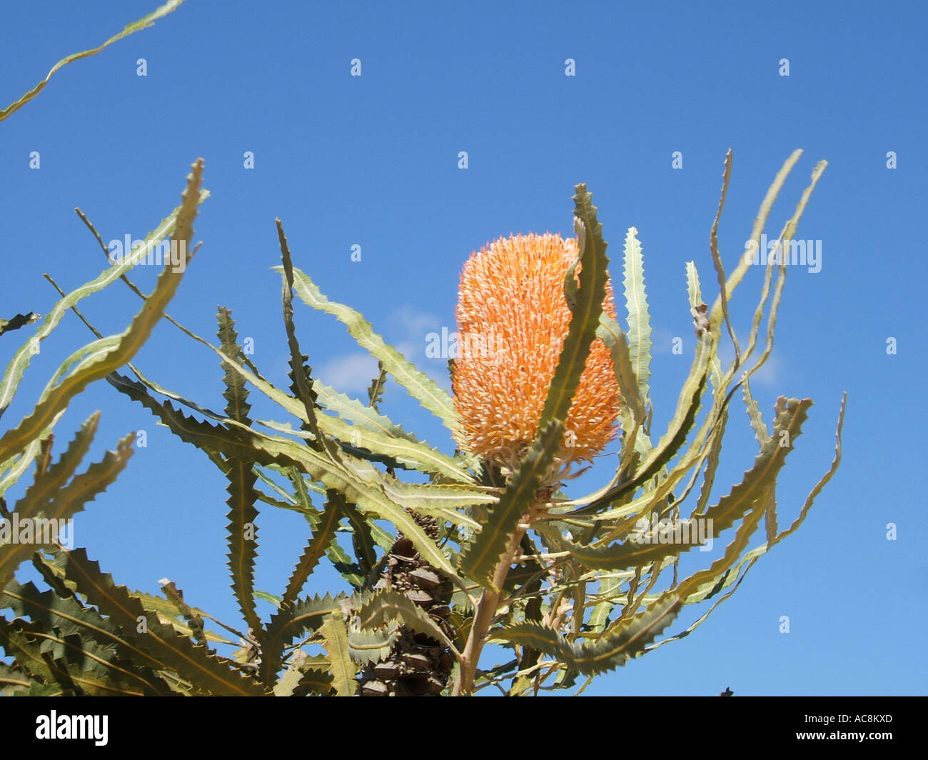 Banksia impianto, Australia occidentale Foto Stock