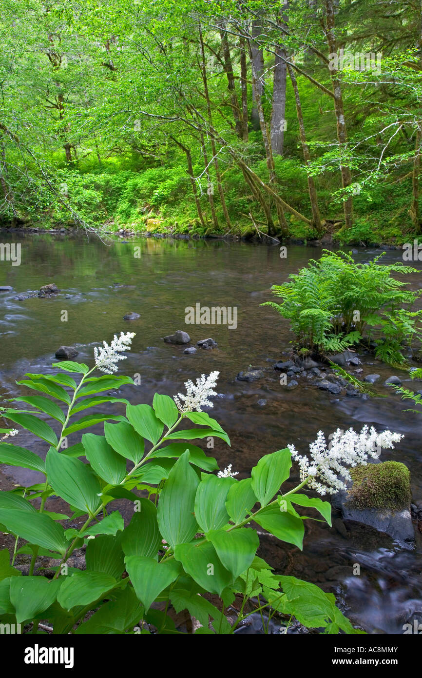 Fiume passando attraverso una foresta, Nestucca River, Oregon, Stati Uniti d'America Foto Stock