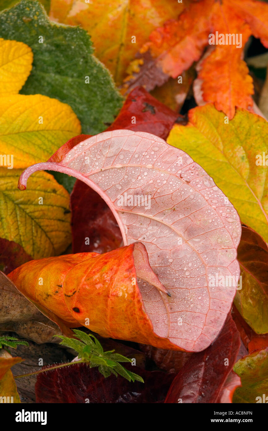 Close-up di gocce di rugiada su foglie autunnali Foto Stock