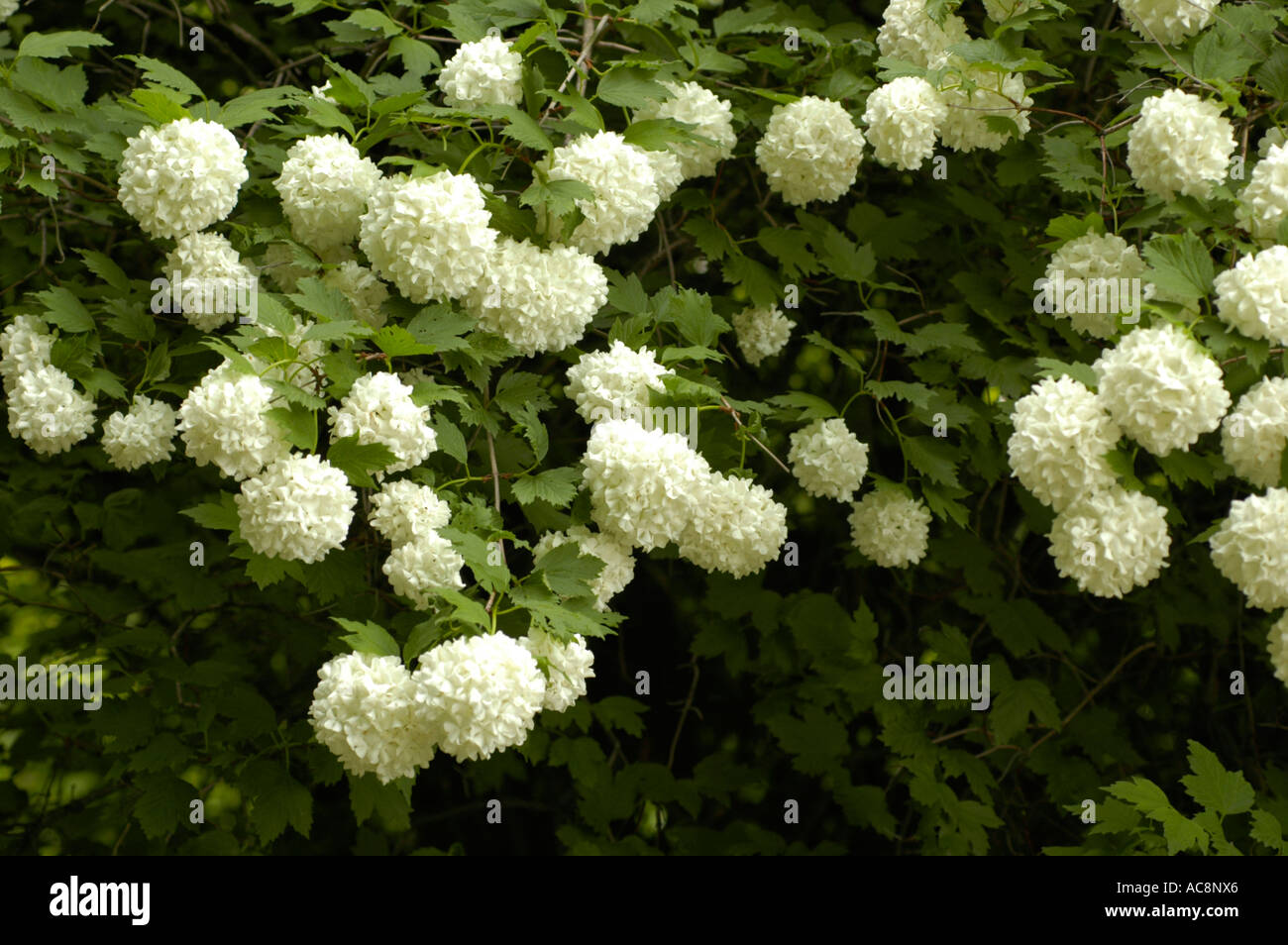 Fiori bianchi di medicina impianto viburno rose o snowball tree o alta bussola di mirtillo palustre o Caprifoliaceae Viburnum opulus Rose Foto Stock