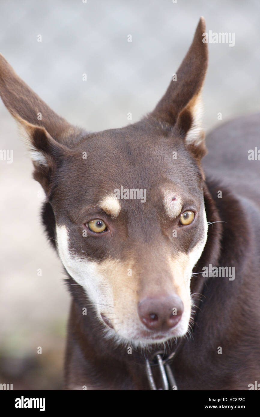 AUSTRALIAN SHEEP DOG BORDIE COLLIE KELPIE CROSS BAPD2232 Foto Stock