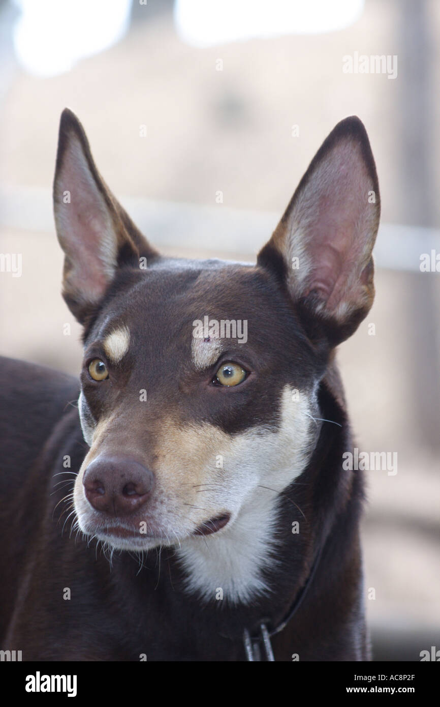 AUSTRALIAN SHEEP DOG BORDIE COLLIE KELPIE CROSS BAPD2233 Foto Stock