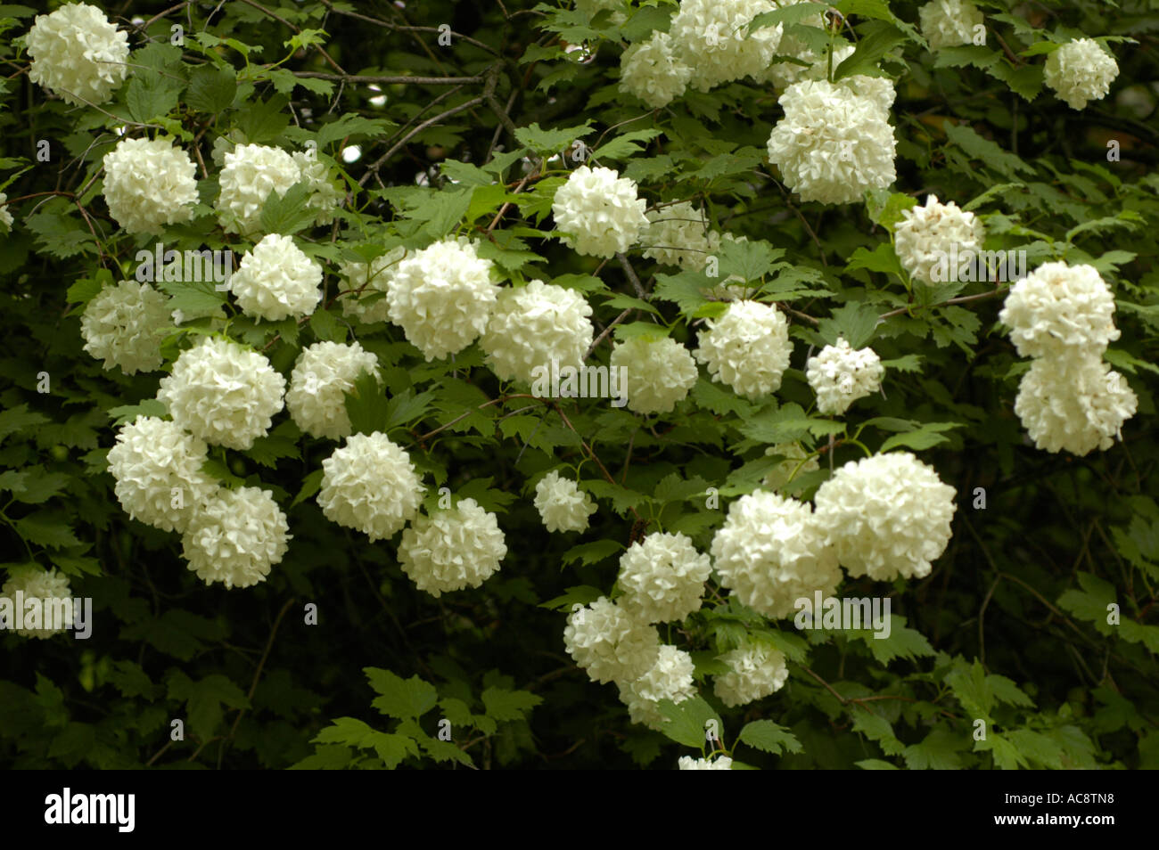 Fiori bianchi di medicina impianto viburno rose o snowball tree o alta bussola di mirtillo palustre o Caprifoliaceae Viburnum opulus Rose Foto Stock