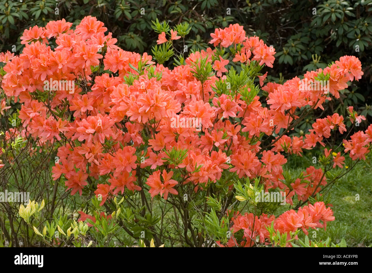 Rosso pallido e fiori di azalea giapponese Ericaceae Rhododendron japonicum Giappone Foto Stock