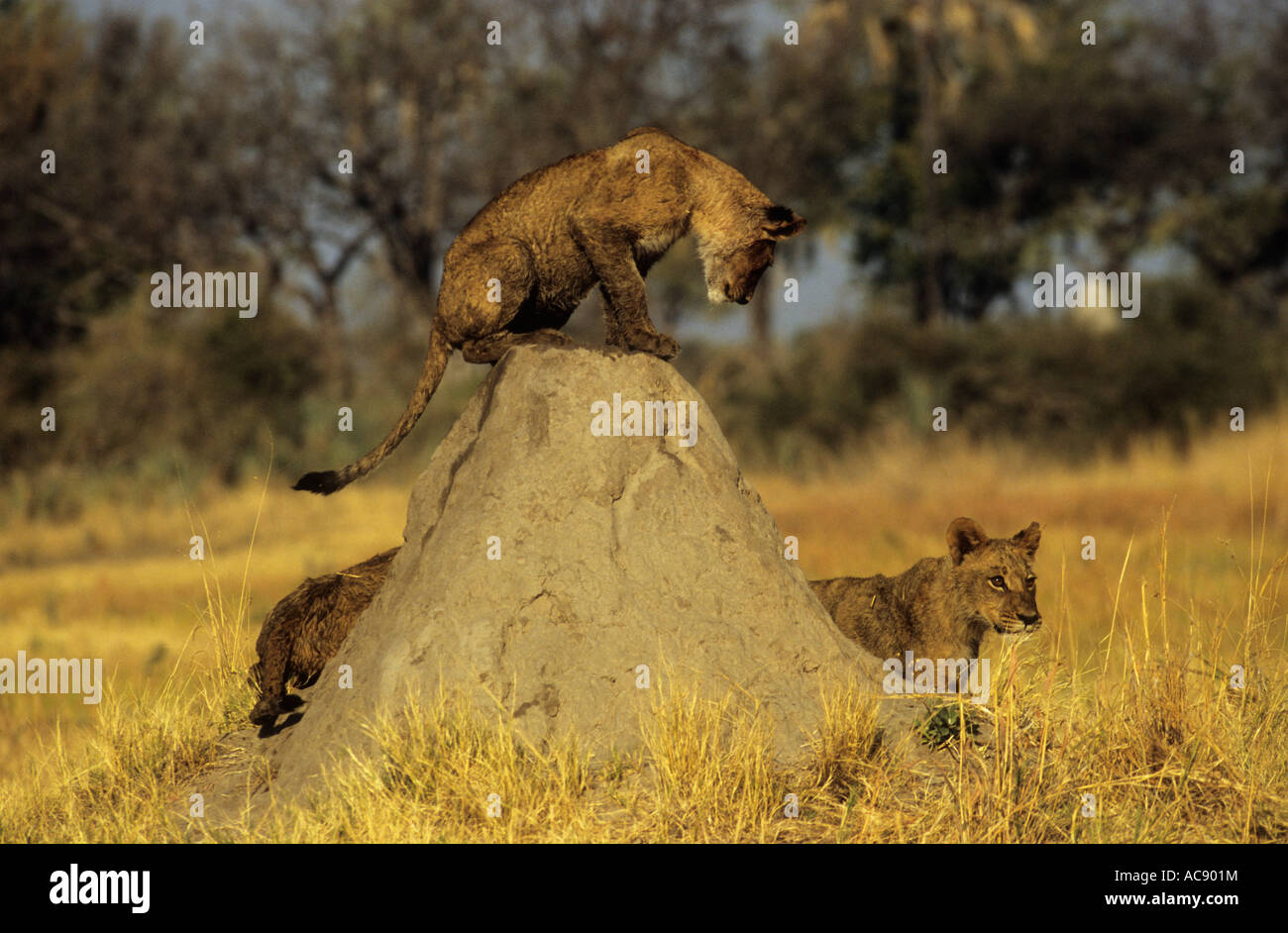 Lion cubs giocando su termite mound Chitabe, Okavango Delta; Botswana Foto Stock