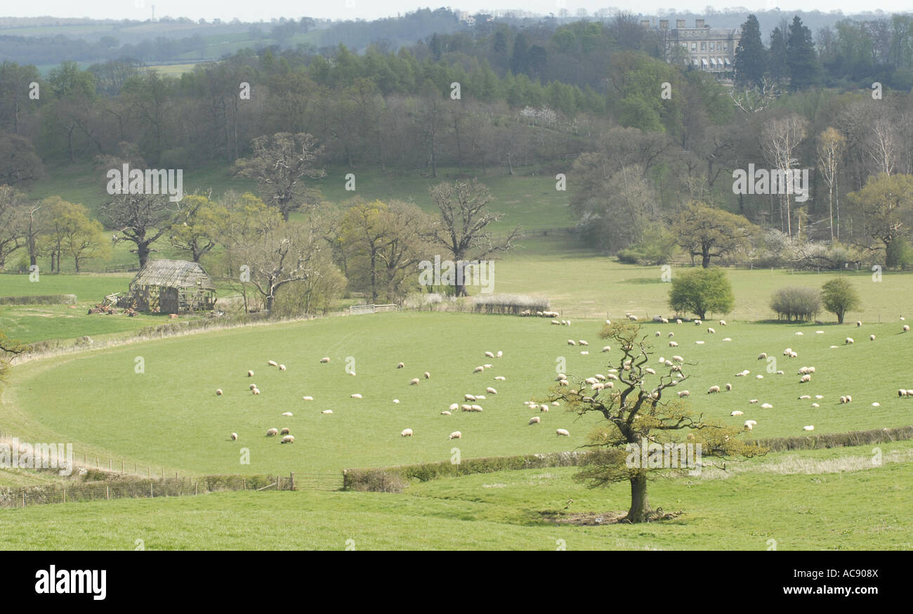 Alberi e pecore nella campagna di Warwickshire. Foto Stock