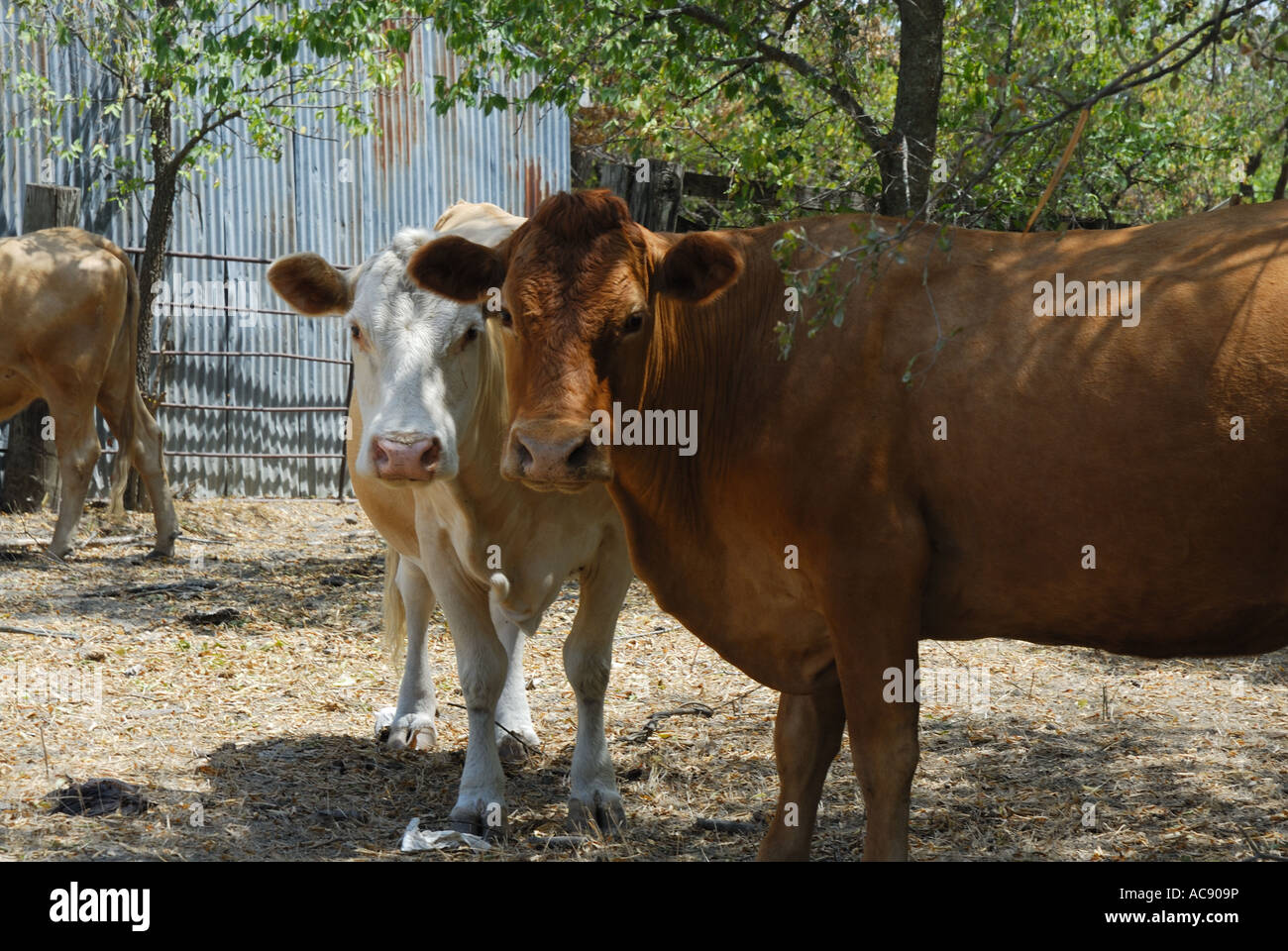 Due mucche guardando la telecamera. Uno è di colore marrone e le altre è il Bianco di fronte a un vecchio granaio di metallo. Foto Stock