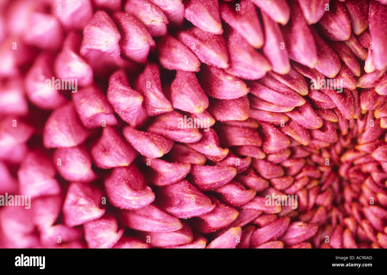 Crisantemo close up Foto Stock