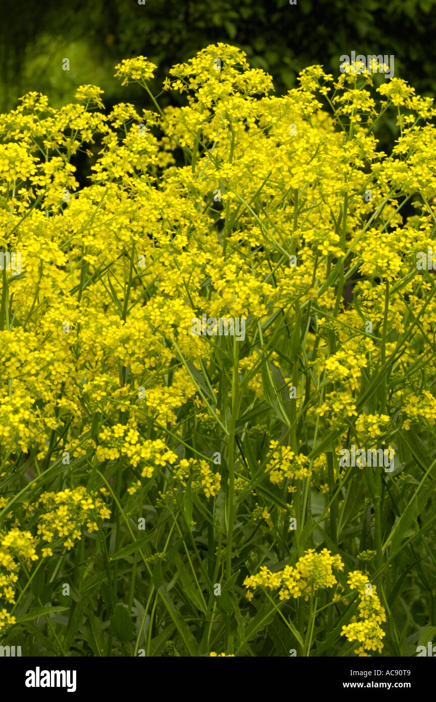 Fiori gialli di cavolo cappuccio presenta verrucosa o collina senape o turco o razzo wartycabbage Cruciferae Bunias Orientalis Est Europa Foto Stock