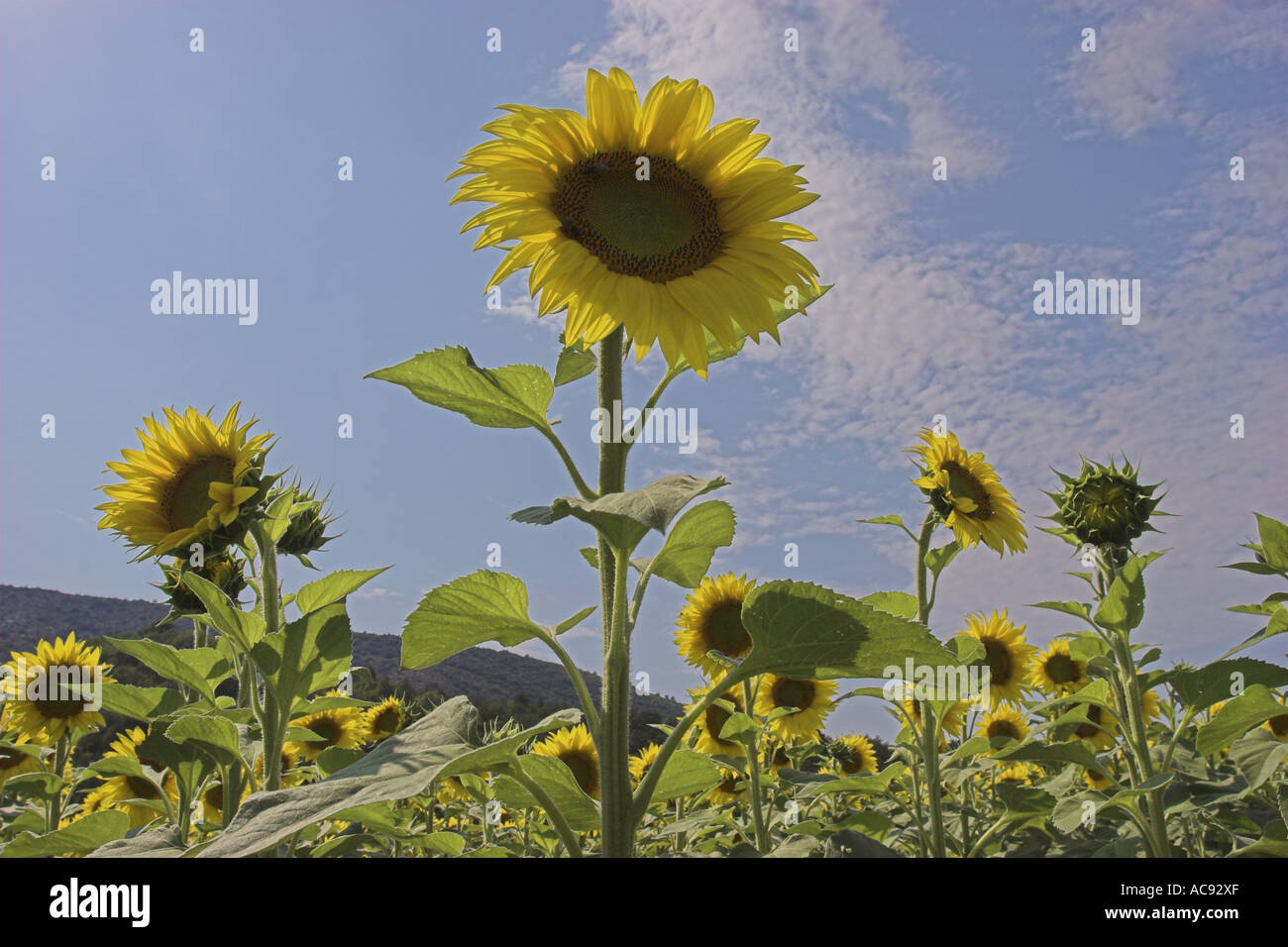Comune di girasole (Helianthus annuus), su un campo contro il cielo, Francia Provenza Foto Stock