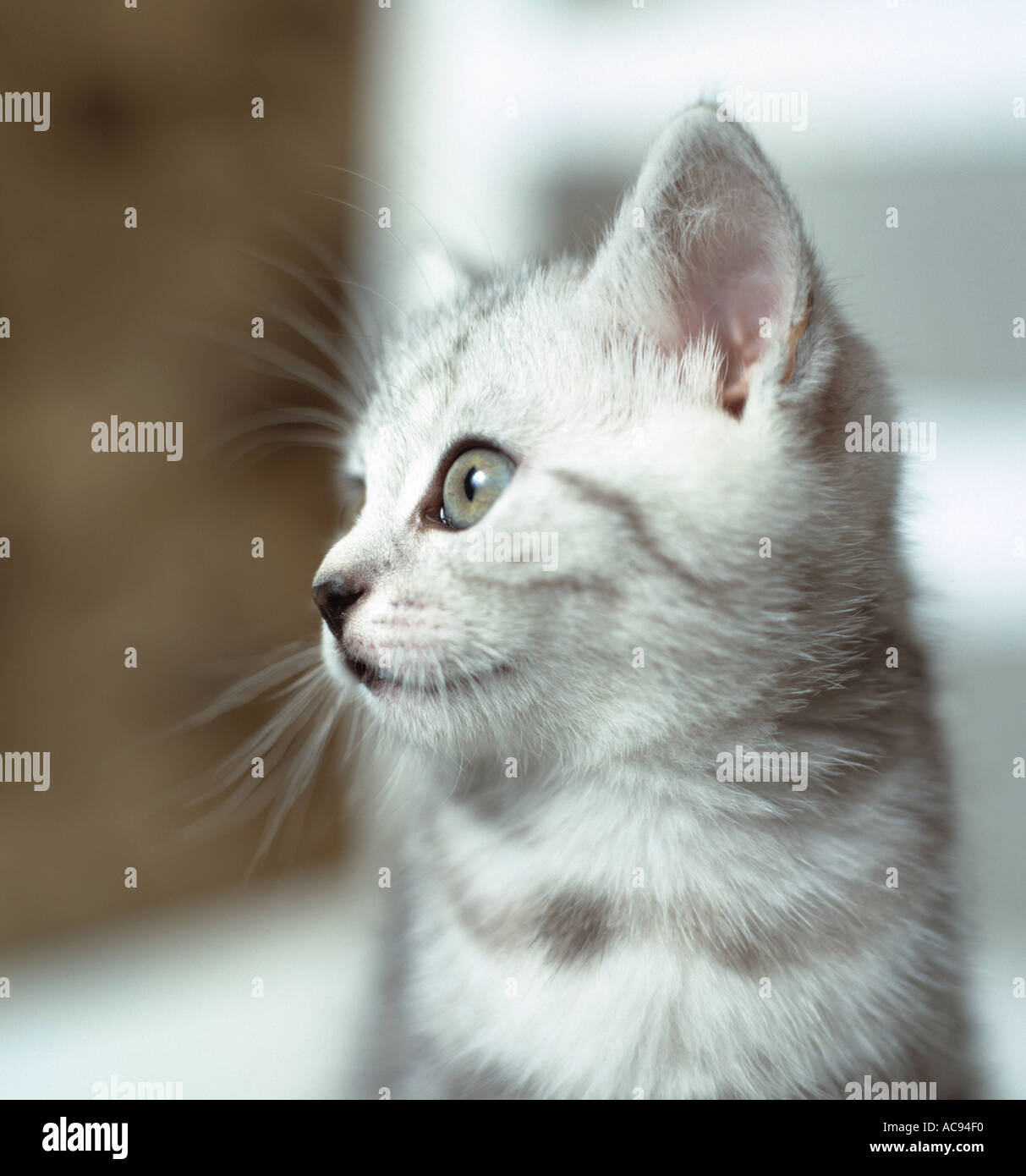 Gattino nel profilo Foto Stock