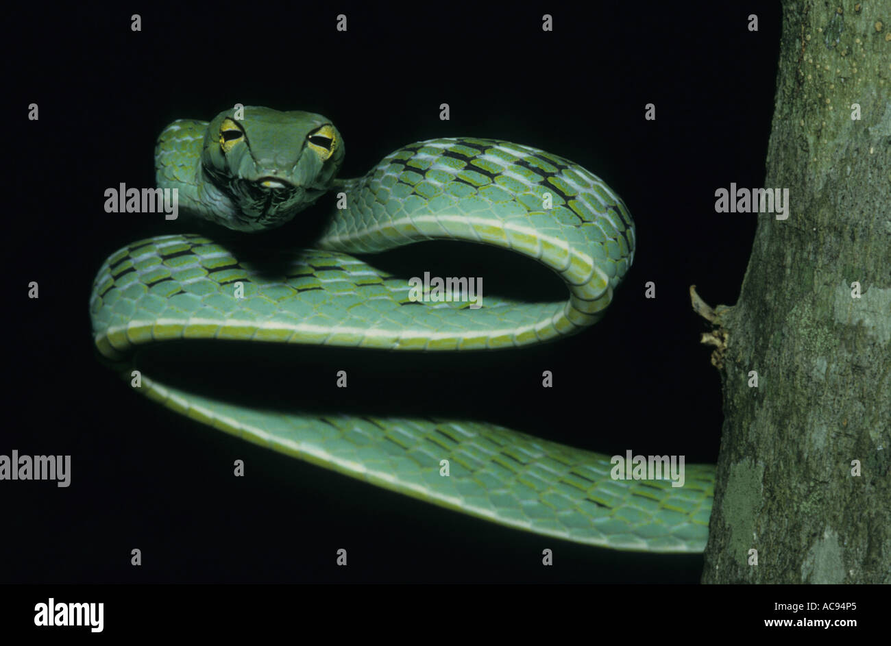 A becco lungo serpente ad albero, a becco lungo, whipsnake whipsnake orientali (Ahaetulla prasina), vista dalla parte anteriore, Indonesia, Sumatra Foto Stock