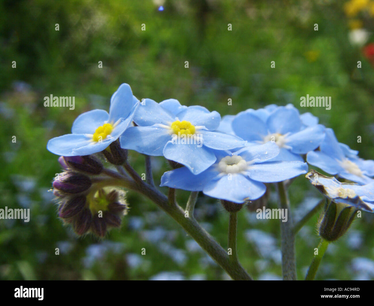 Dimenticare di legno-me-non dimenticare di bosco-me-non (Myosotis sylvatica), infiorescenza (cyme) Foto Stock