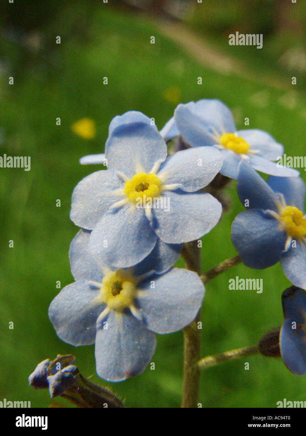 Dimenticare di legno-me-non dimenticare di bosco-me-non (Myosotis sylvatica), fiori Foto Stock