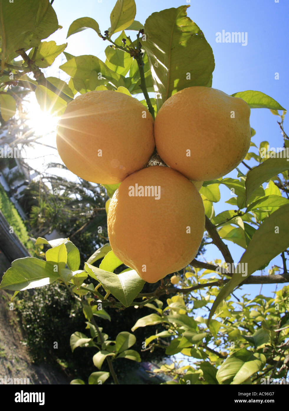 Limone (Citrus limon), frutti maturi a tree, Spagna Maiorca Foto Stock