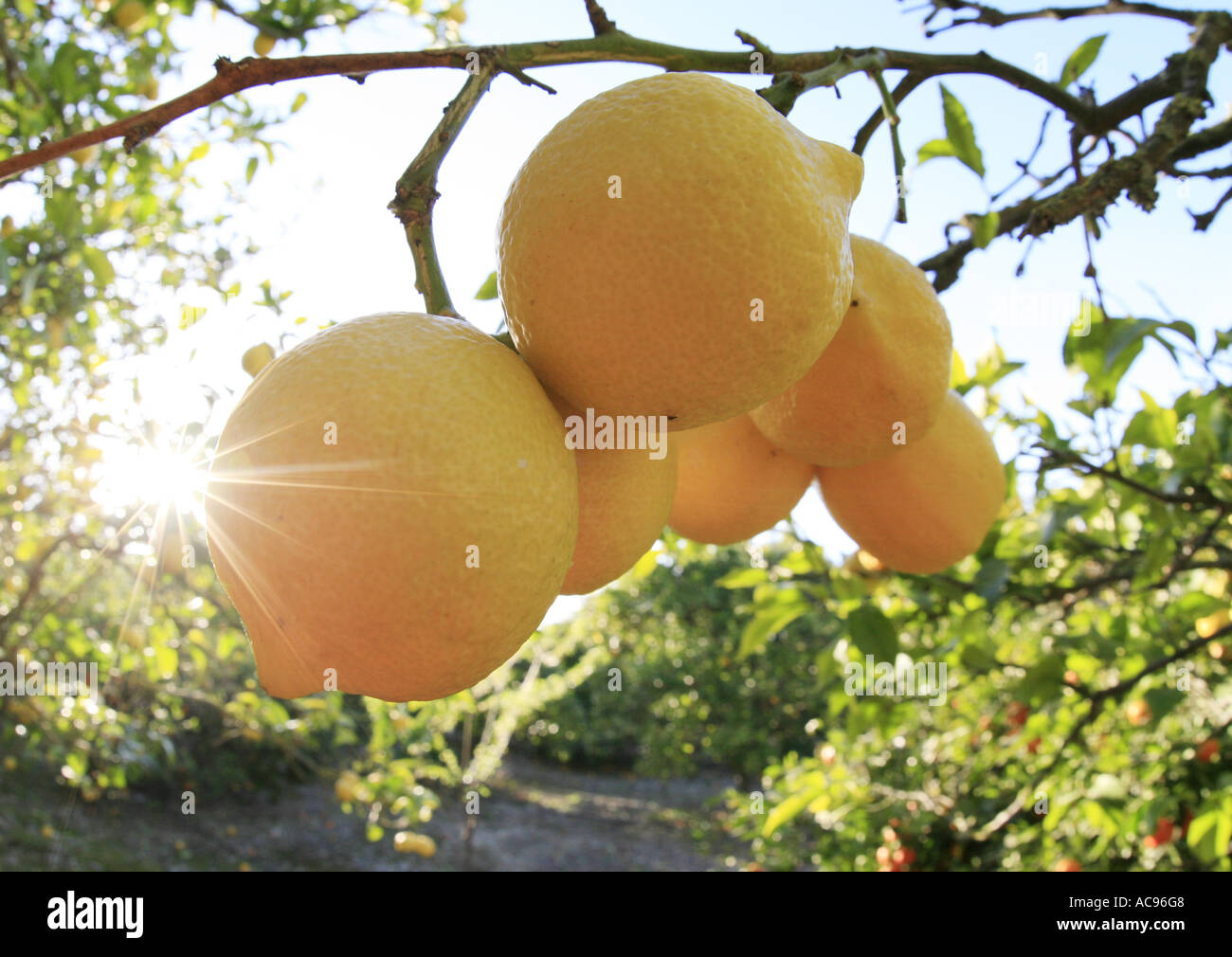 Limone (Citrus limon), frutti maturi a tree, Spagna Maiorca Foto Stock