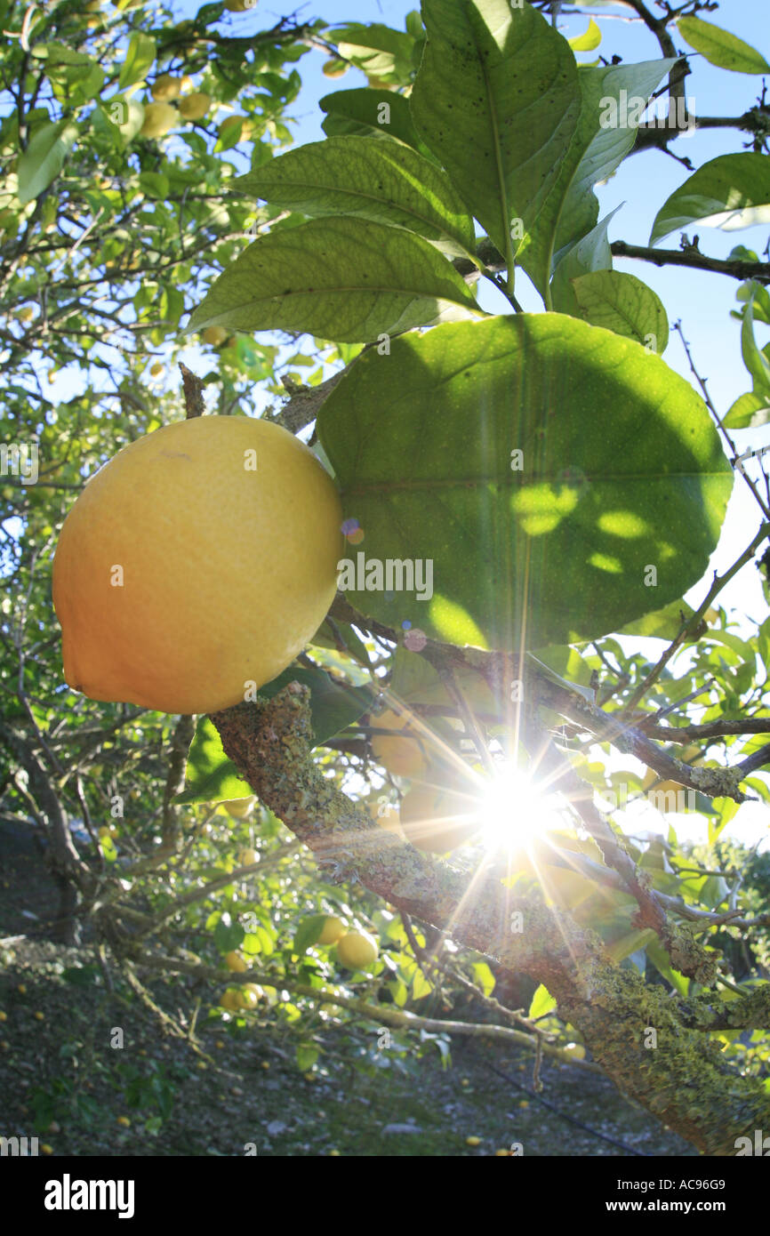 Limone (Citrus limon), frutto maturo a tree, Spagna Maiorca Foto Stock