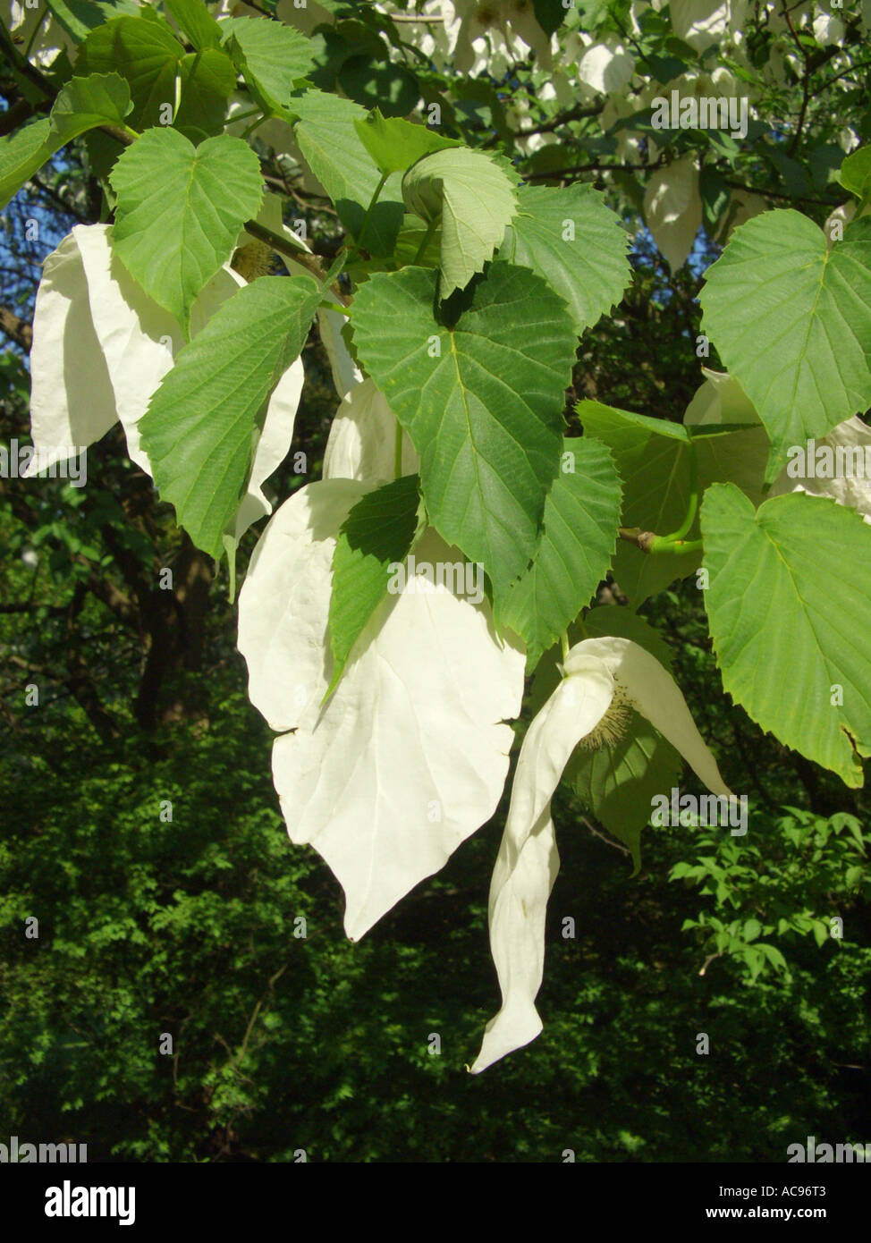 Pocket-fazzoletto tree (Davidia involucrata), ramoscello con infiorescenze Foto Stock