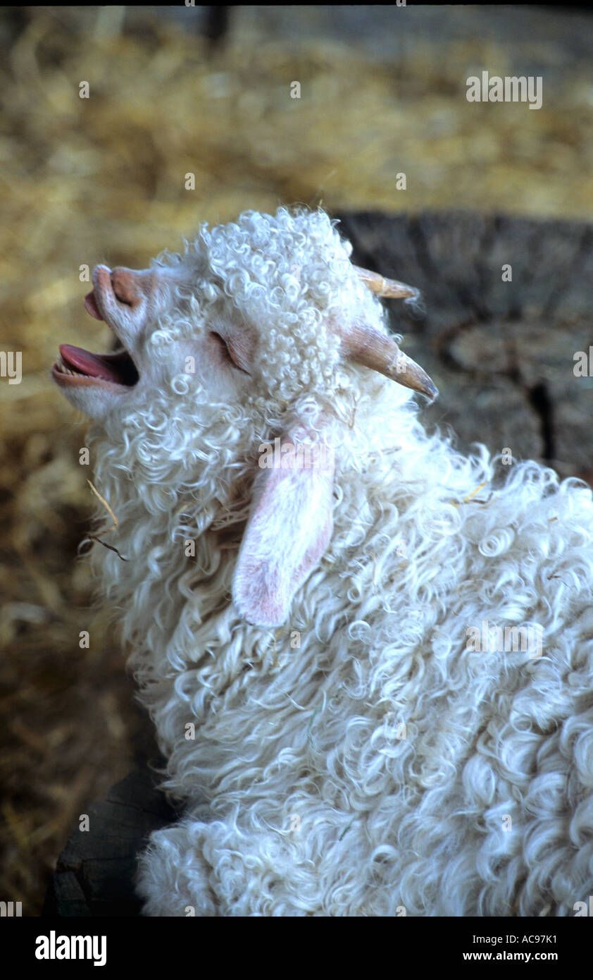Angora capre Capra Kid bocca aperta Foto Stock