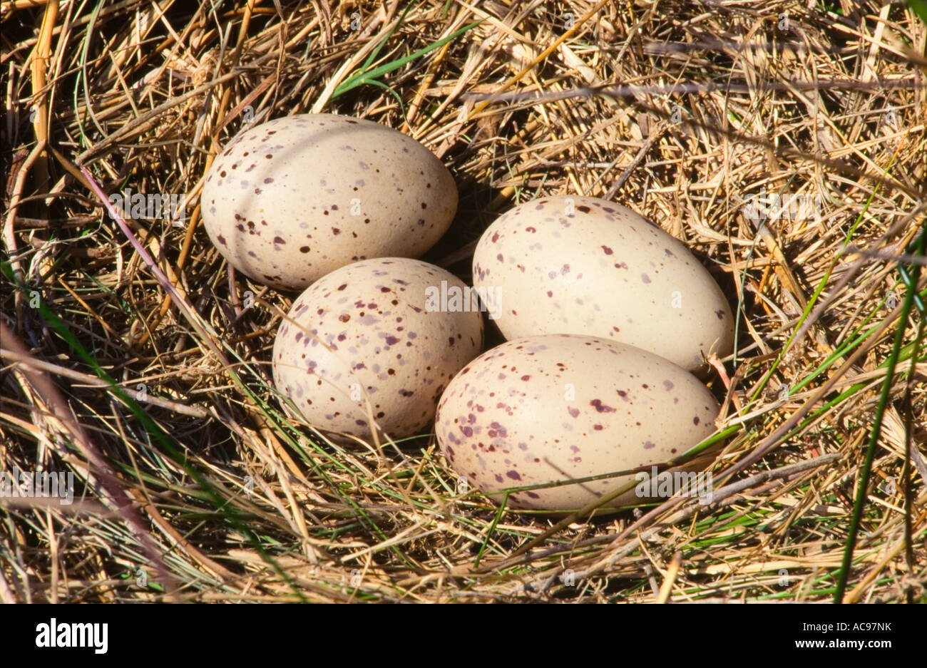 Il Piccolo Nido Di Uccelli Artificiali Con Uova Finte Dentro Immagine Stock  - Immagine di pollo, cura: 156971889