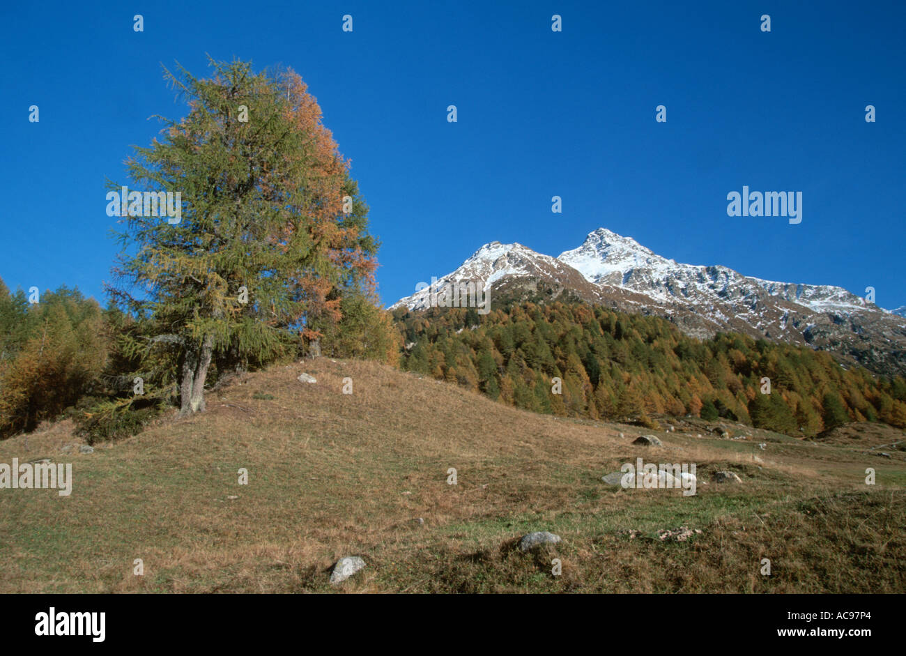 Larice comune, EUROPEE Larice (Larix decidua), il Piz da la Margna, 3159 m, Maloja Pass, 1809 m, Svizzera Foto Stock