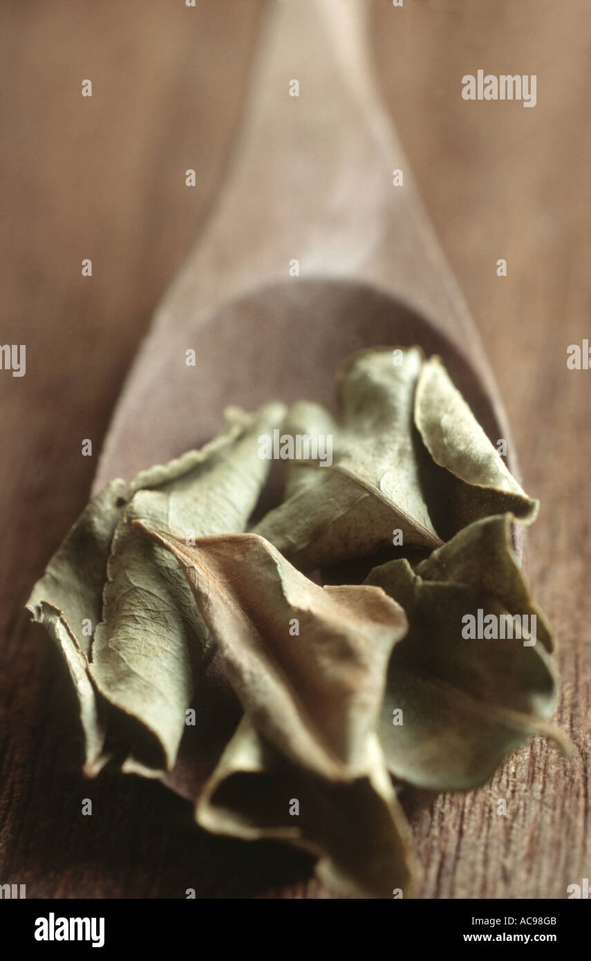 Kaffir lime (Citrus hystrix), foglie secche sul cucchiaio Foto Stock