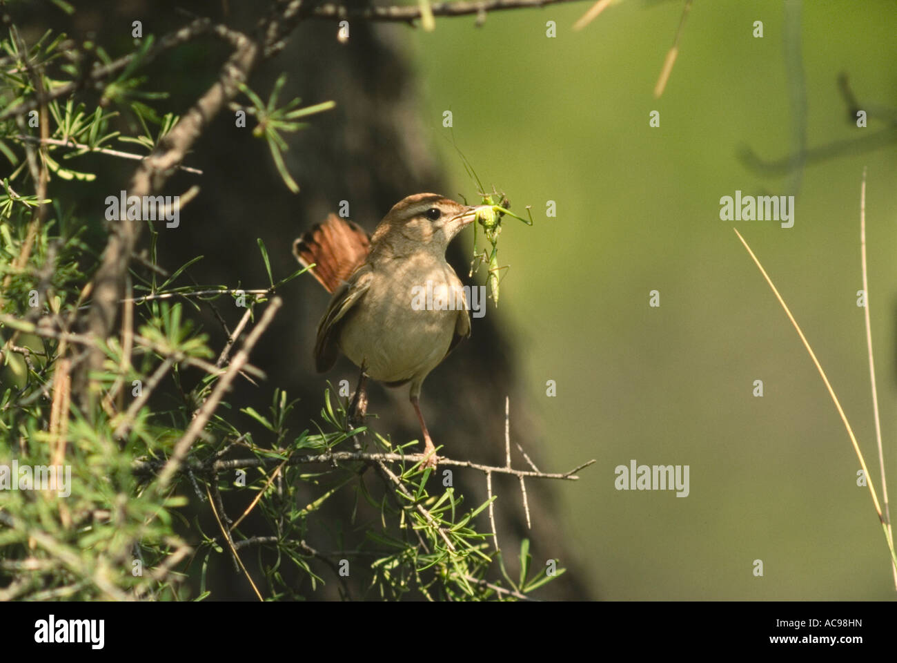 Rufous Scrub Robin Rufous Trillo Erythropygia galactotes Spagna Foto Stock