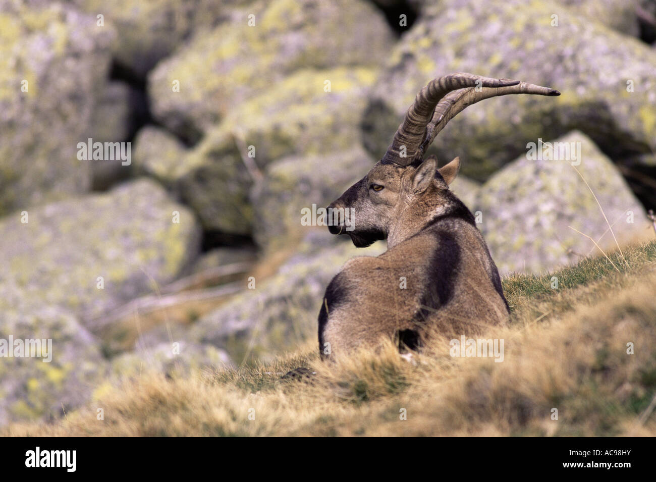 Lo spagnolo ibex maschio adulto in appoggio di Capra pyrenaica Sierra Gredos Avila Spagna Foto Stock