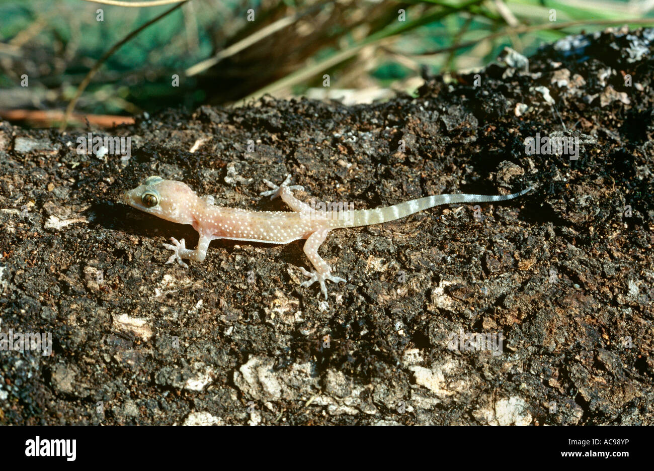 Bagno turco gecko capretti Hemidactylus turcicus Spagna Foto Stock