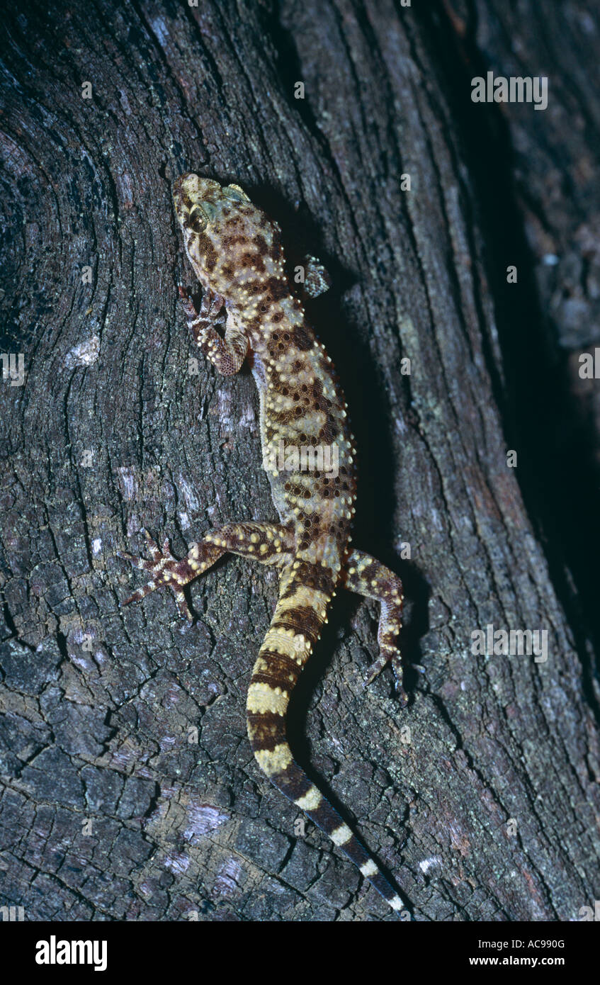 Bagno turco Gecko rampicante Hemidactylus turcicus Spagna Foto Stock