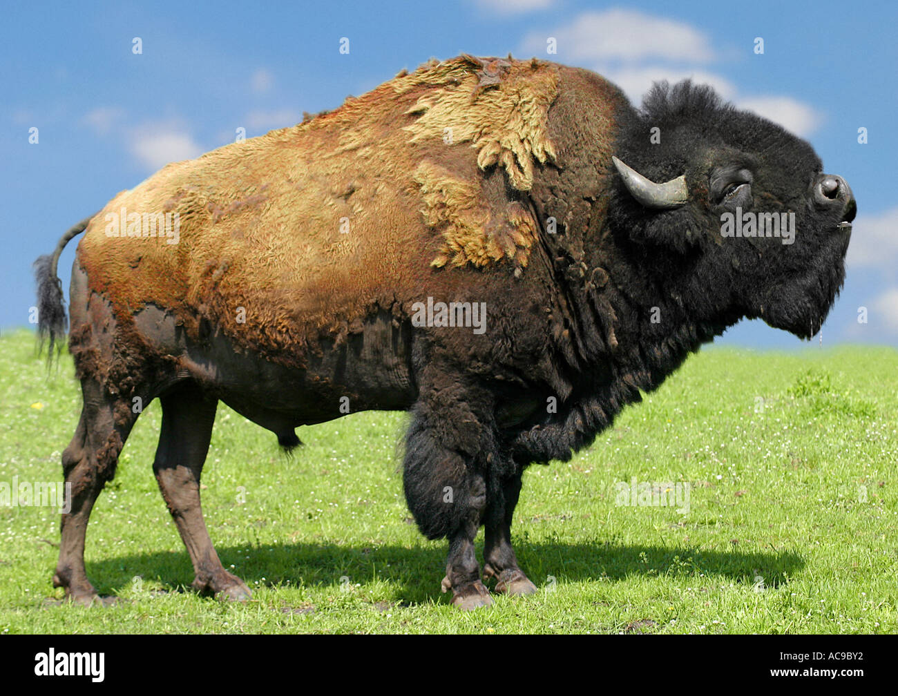 Bisonti americani, Buffalo (Bison bison), singolo bull Foto Stock