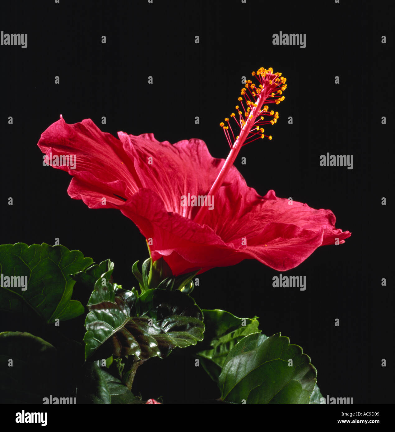 Un rosso Hibiscus spp fiore di stile che mostra lo stigma e stami parti di fiore Foto Stock